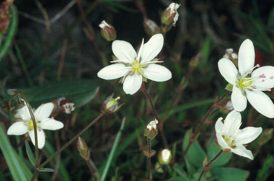 Image of Sabulina verna subsp. verna