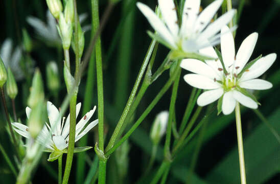 Image of common starwort