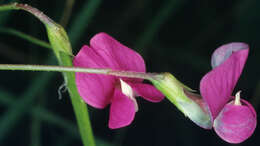 Image of Grass Vetchling