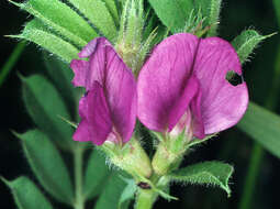 Image of Common Vetch