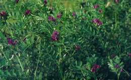 Image of Common Vetch