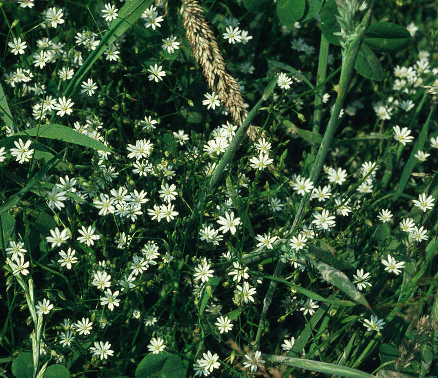 Image of common starwort