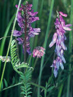 Image of bird vetch