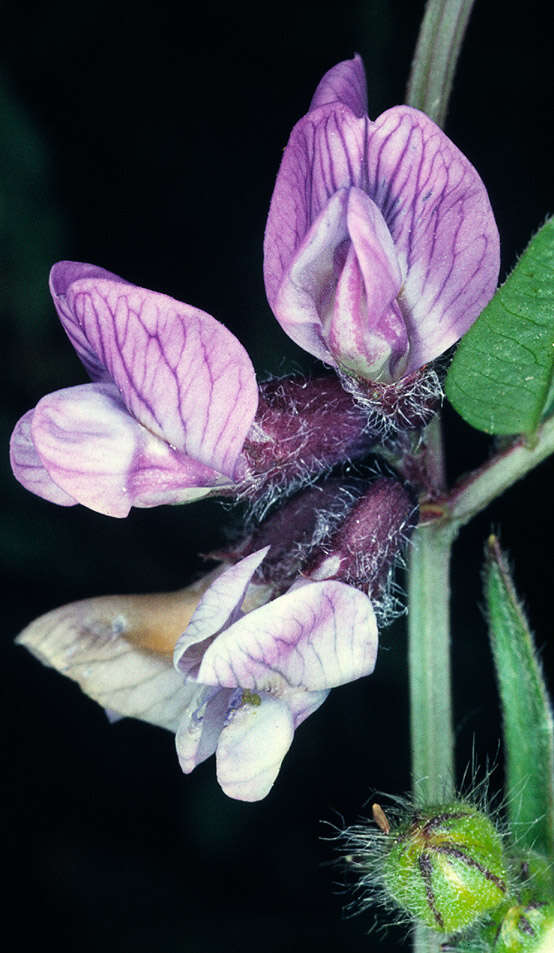 Image of bush vetch