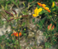 Imagem de Lotus corniculatus L.