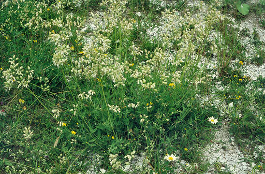 Image of Bladder Campion