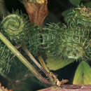 Image of Medicago arabica (L.) Huds.