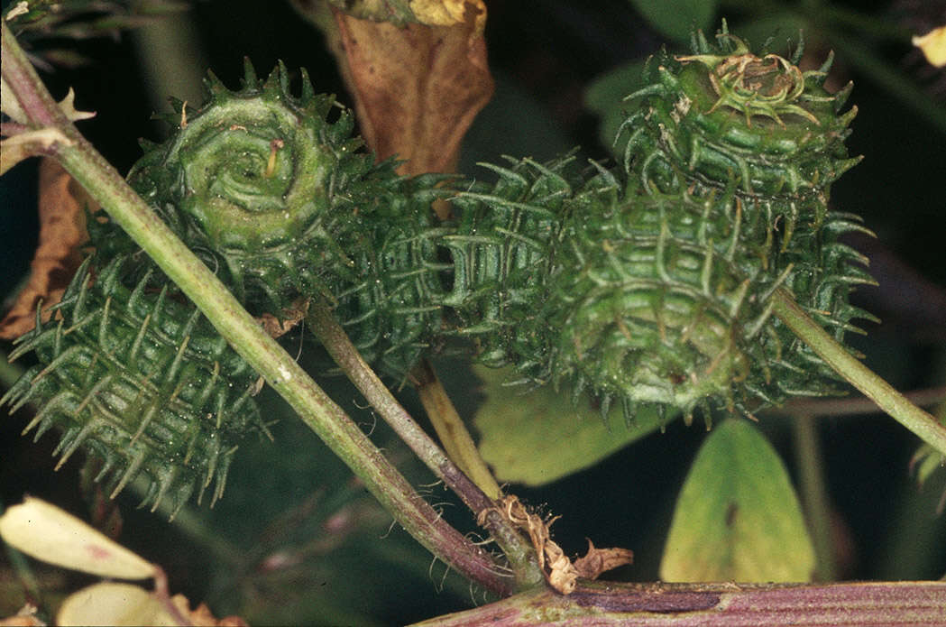 Image of spotted medick