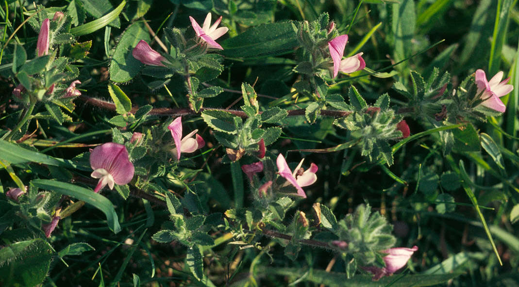 Ononis spinosa subsp. procurrens (Wallr.) Briq.的圖片