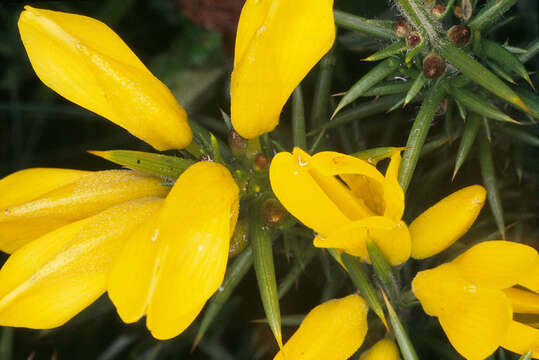 Imagem de Ulex gallii Planch.