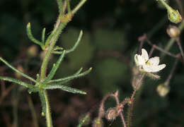 Spergula arvensis L. resmi