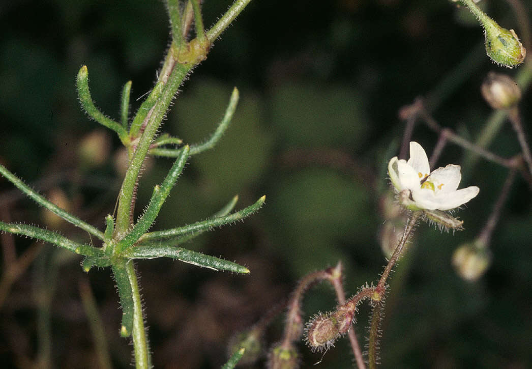 Spergula arvensis L. resmi