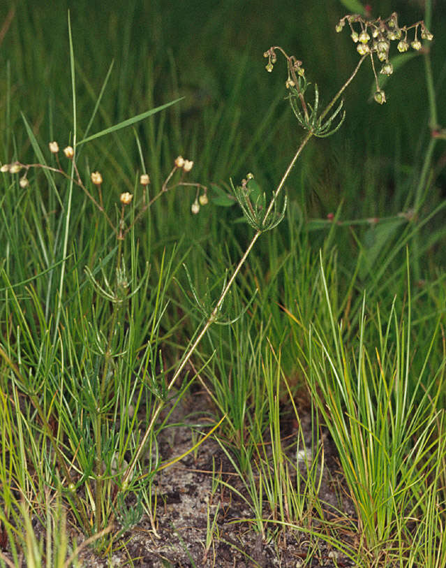 Spergula arvensis L. resmi