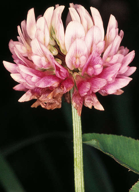 Image of alsike clover