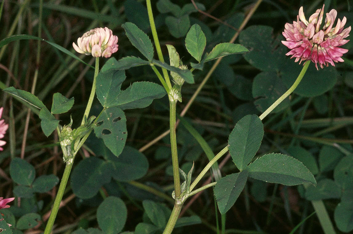 Image of alsike clover