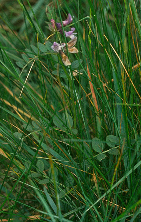 Image of bush vetch