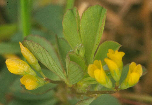 Image of slender hop clover