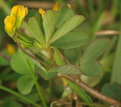 Image of slender hop clover