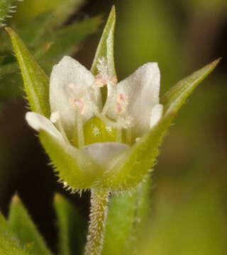 Image of Thyme-leaved Sandwort