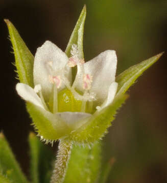 Image of Thyme-leaved Sandwort