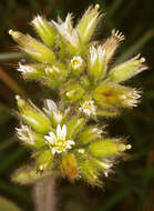 Image of sticky chickweed