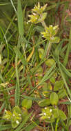 Image of sticky chickweed