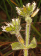 Image of sticky chickweed