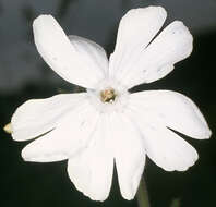 Image de Silene latifolia Poir.