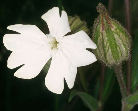 Image of Bladder Campion