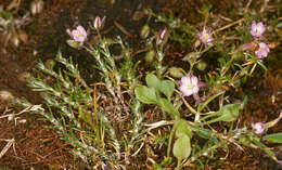 Image of red sandspurry