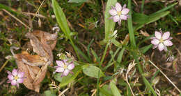 Image of red sandspurry