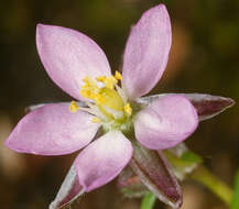 Image of red sandspurry