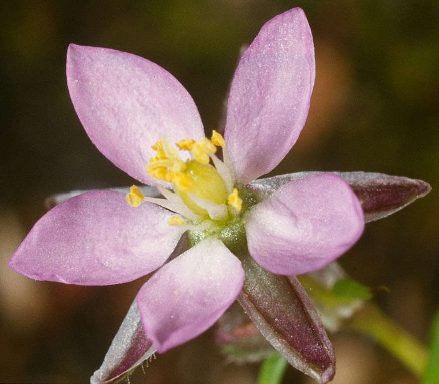 Image of red sandspurry