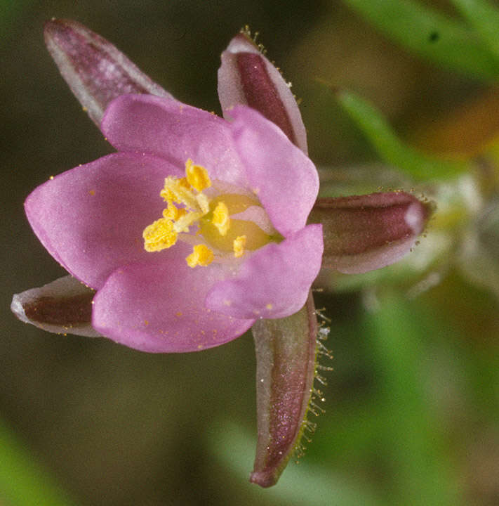 Image of red sandspurry