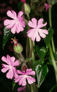 صورة Silene dioica (L.) Clairv.