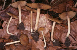 صورة Inocybe hirtella Bres. 1884