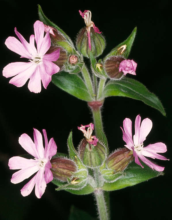 Image of Silene latifolia × Silene dioica