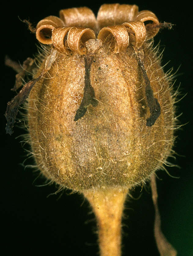 Image of red catchfly