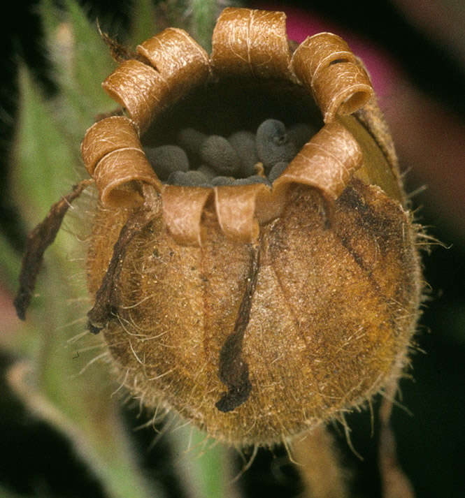 Image of red catchfly