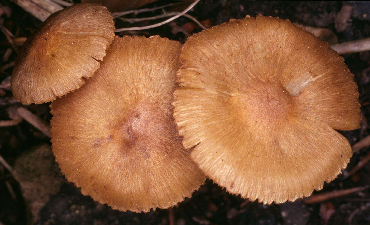 صورة Inocybe hirtella Bres. 1884