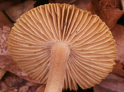 صورة Inocybe hirtella Bres. 1884