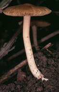 صورة Inocybe hirtella Bres. 1884