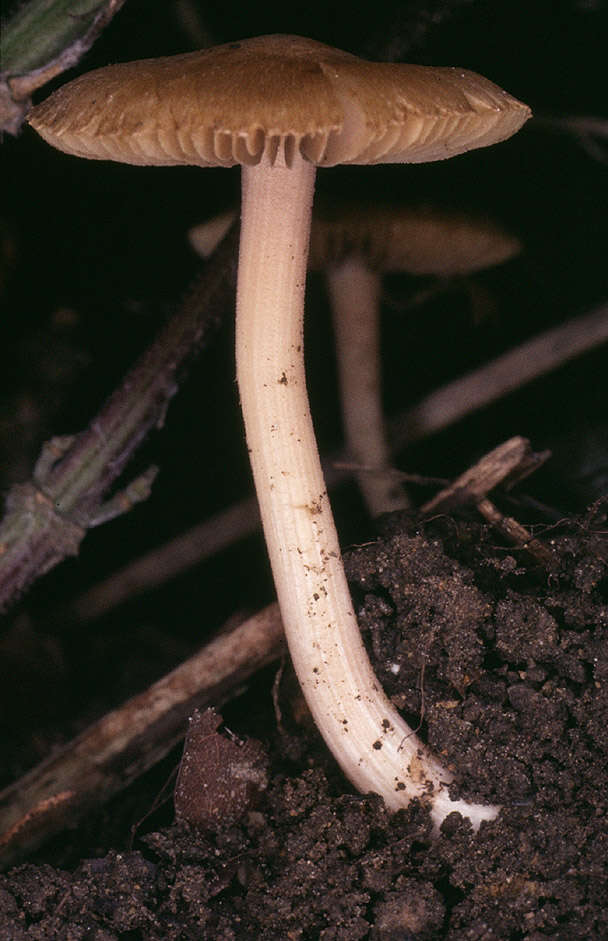 صورة Inocybe hirtella Bres. 1884