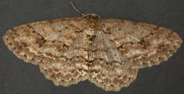 Image of The Small Engrailed