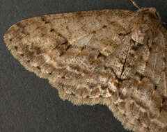 Image of The Small Engrailed