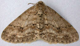 Image of The Small Engrailed