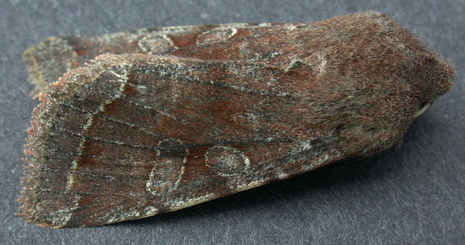 Слика од Orthosia incerta Hufnagel 1767