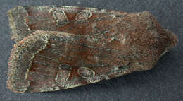 Слика од Orthosia incerta Hufnagel 1767