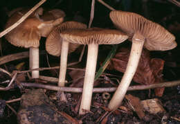 صورة Inocybe hirtella Bres. 1884