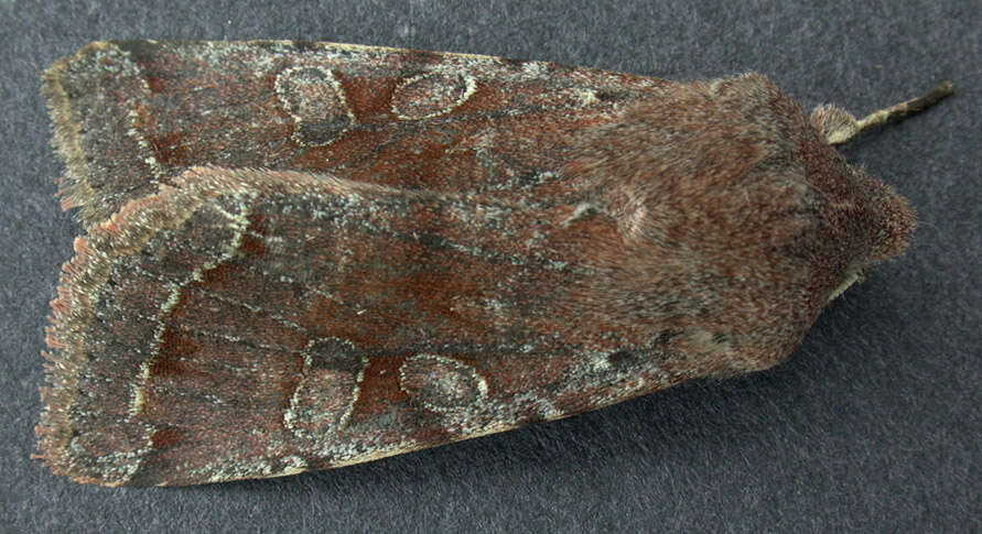 Слика од Orthosia incerta Hufnagel 1767